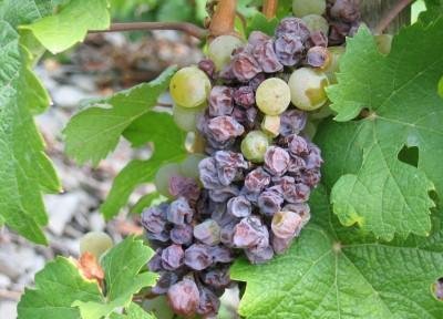 Виноград пораженный ботритисом