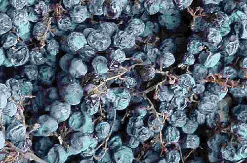 Виноград для производства Речото