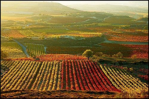 Испанские виноградники