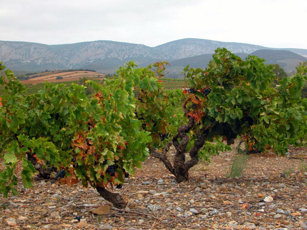Виноградники Южной Франции