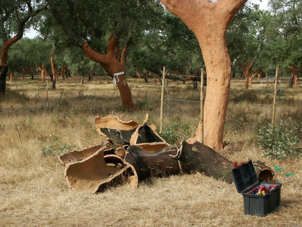Пробковый дуб используется для изготовления винной пробки